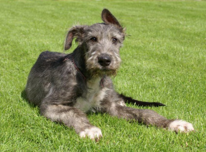 ирландский волкодав ирландский волкодав