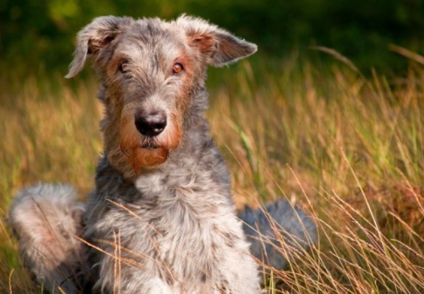 ирландский волкодав ирландский волкодав