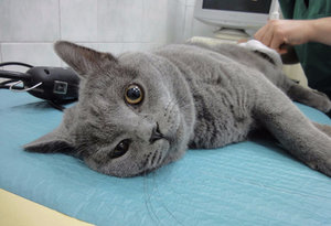 Кастрация кота Кастрация кота