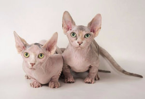 Стерилизация кошки и кастрация кота Стерилизация кошки и кастрация кота