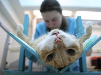 Стерилизация кошки и кастрация кота: цена на процедуру