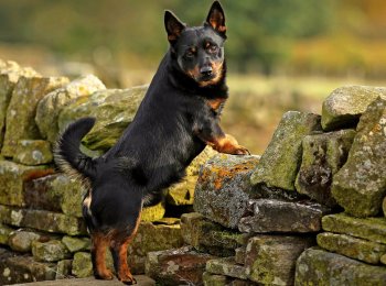 Миниатюрный пастух, знакомство с породой ланкаширский хилер