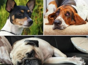 Популярные представители гладкошерстных собак с описанием и фото