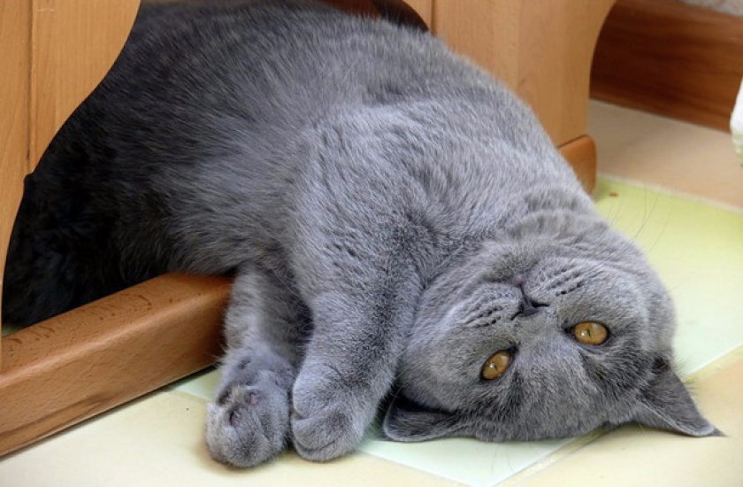 Кот Кот