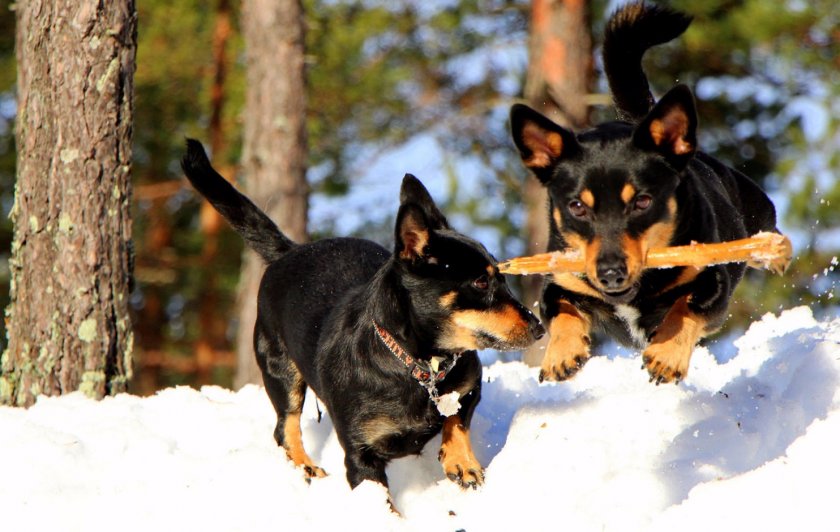 Ланкаширский хилер