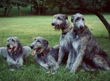 Ну, волк, погоди. Собака породы ирландский волкодав