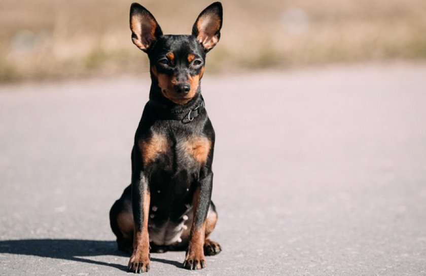 Карликовый пинчер