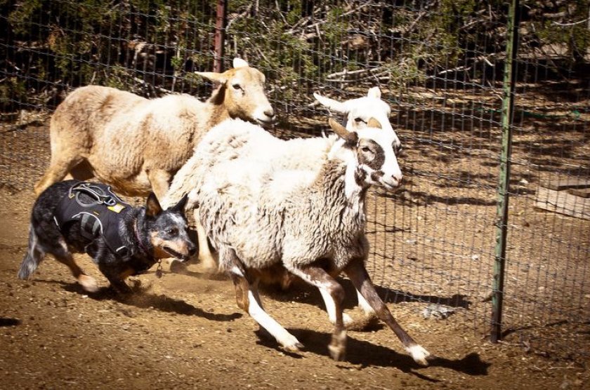 Ланкаширский хилер