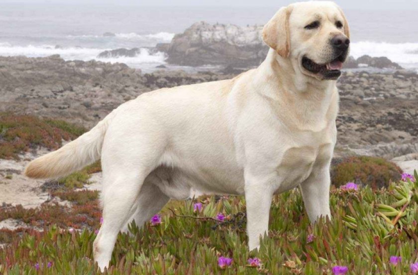 Лабрадор-ретривер