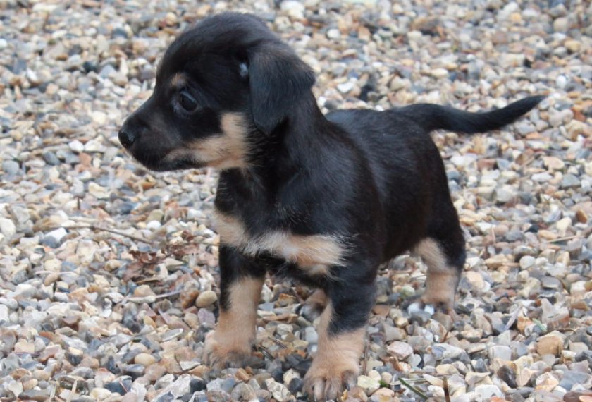 Ланкаширский хилер