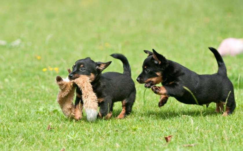 Ланкаширский хилер