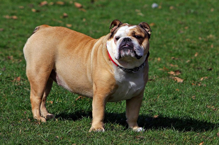 Бульдог английский