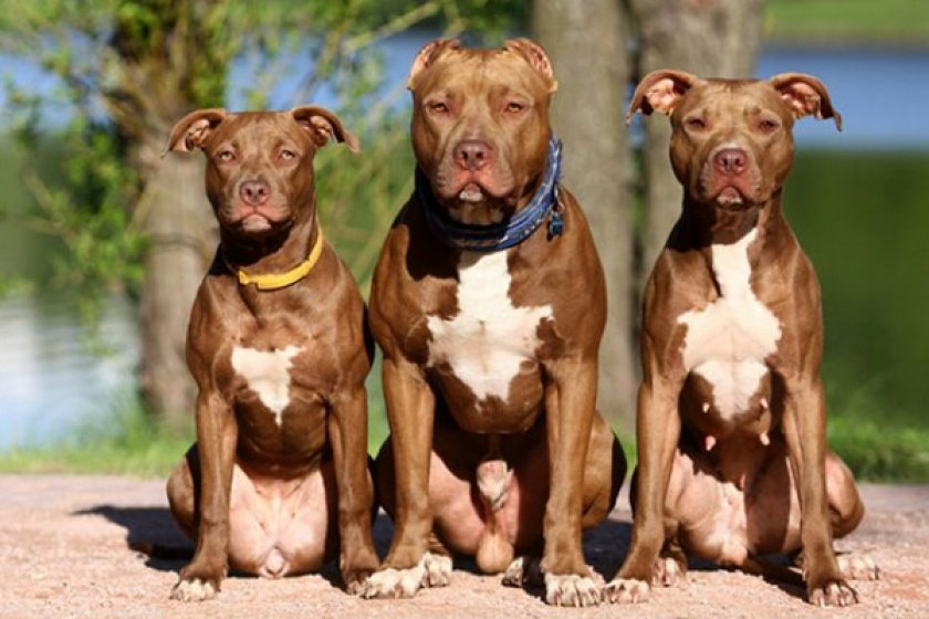 Американский питбульерьер