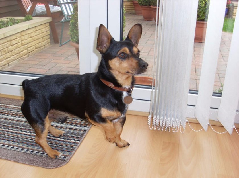 Ланкаширский хилер