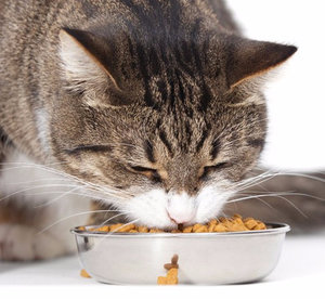 Как выбрать корм для кошек: советы экспертов. Лучший влажный корм для кошек