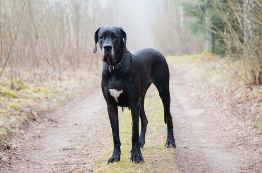 Немецкий дог