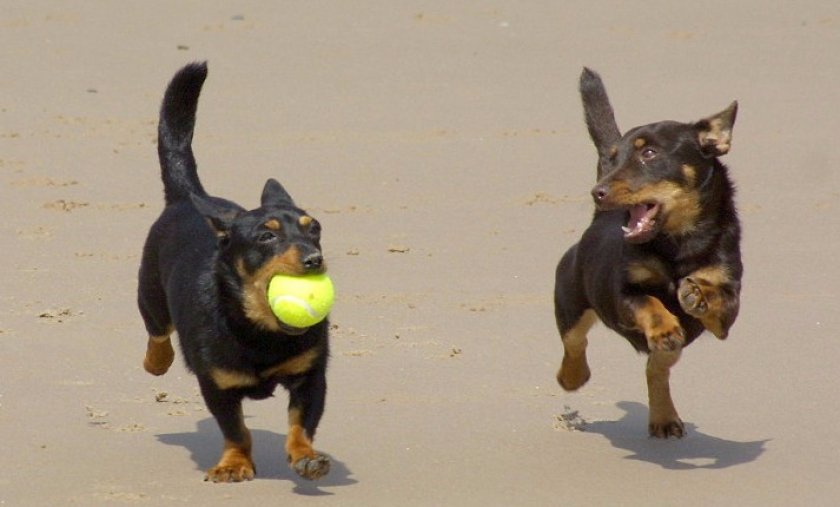 Ланкаширский хилер