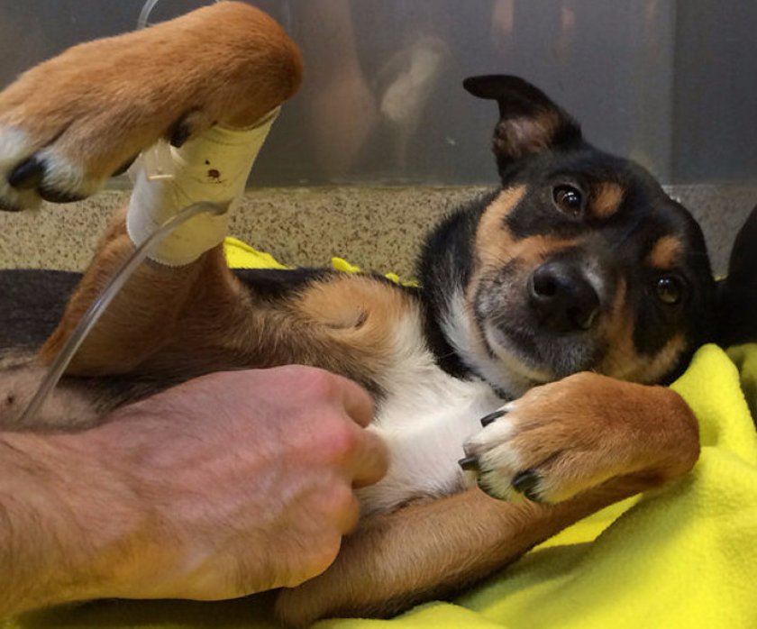 Ланкаширский хилер