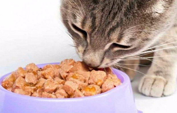 Как выбрать корм для кошек: советы экспертов. Лучший влажный корм для кошек