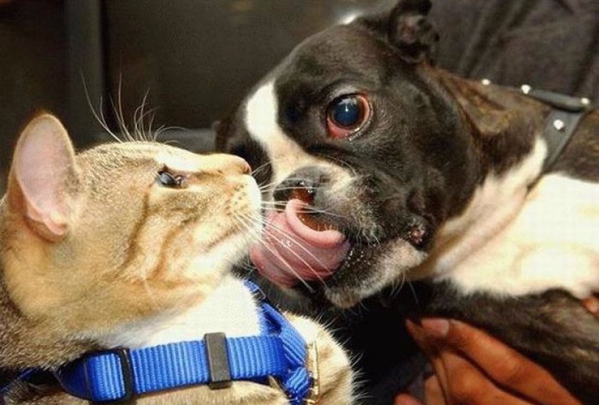 Собака и кошка