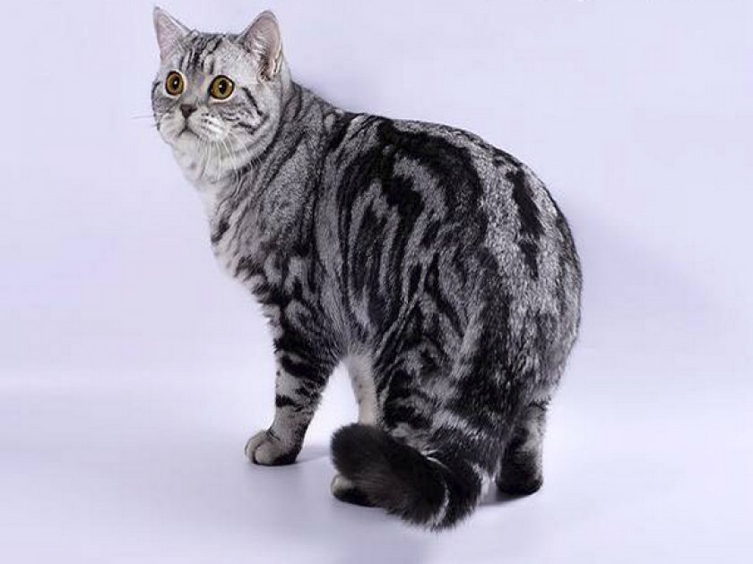 «Шотландец»