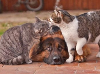 Как использовать «Фронтлайн» от блох и клещей