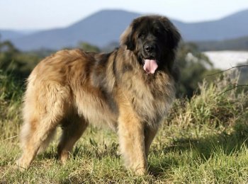 Домашний лев: порода собак леонбергер