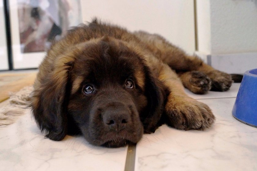 Леонбергер