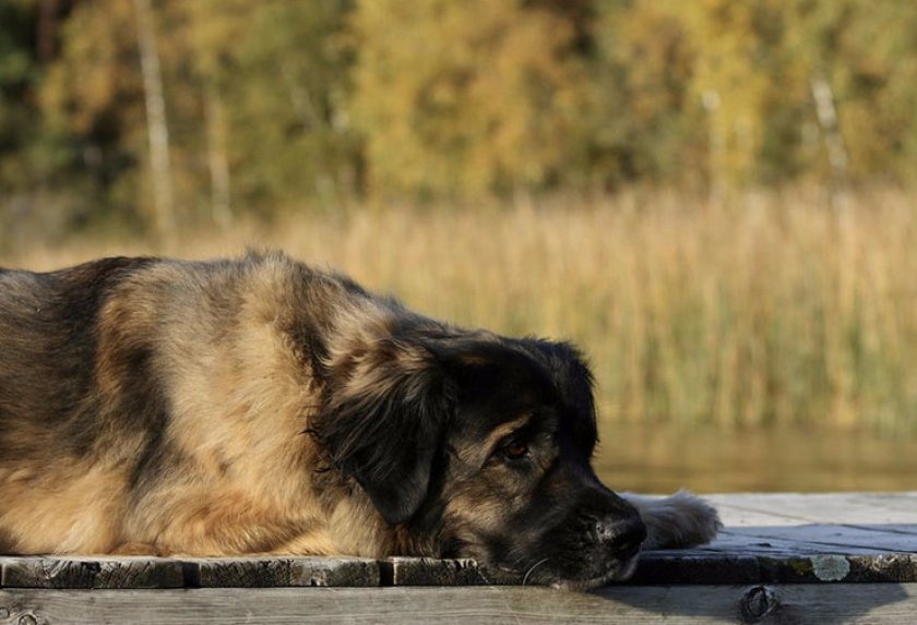 Леонбергер