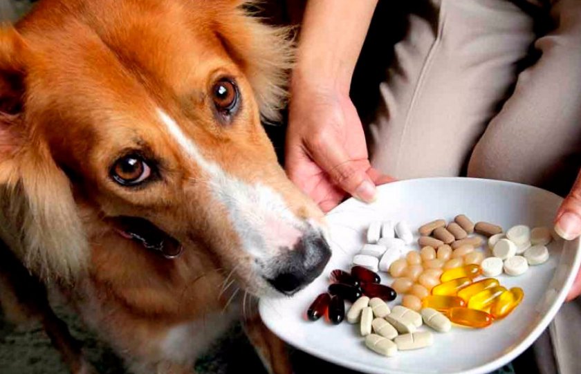 Витамины для собаки