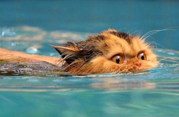 Почему кошки и коты не любят воду