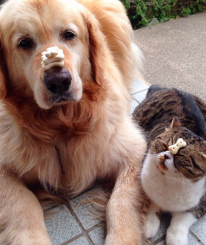 Кошка и собака Кошка и собака