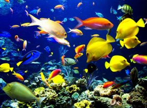 8 популярных хищных аквариумных рыбок: описание и содержание