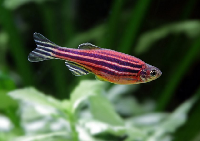 Аквариумные рыбки