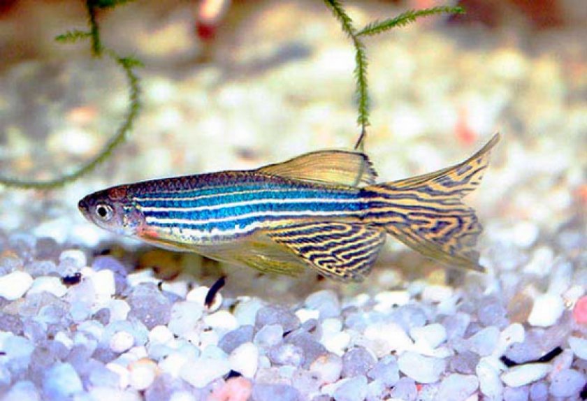 Аквариумные рыбки