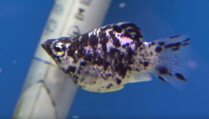 Пецилия баллон мраморная Пецилия баллон мраморная