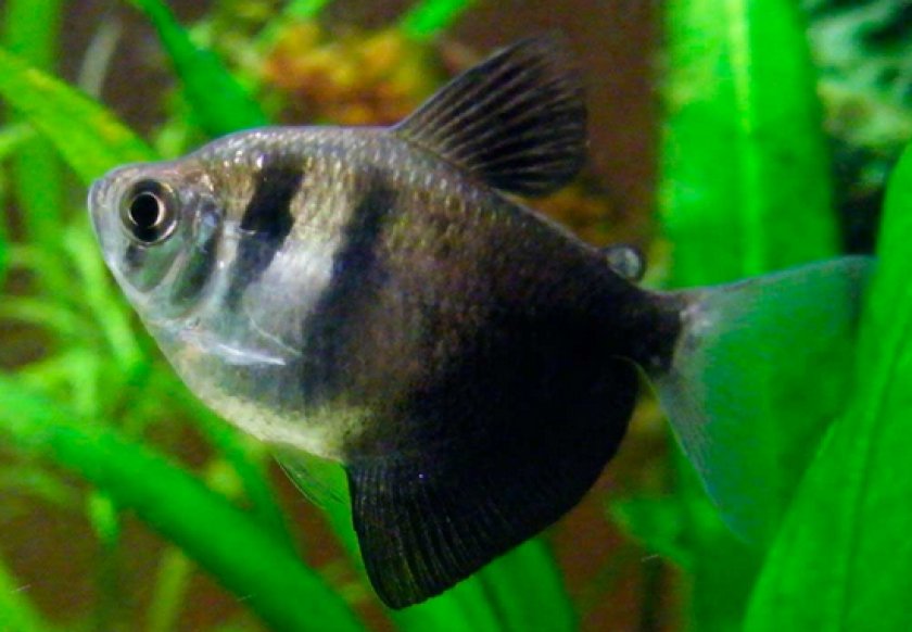 Аквариумные рыбки