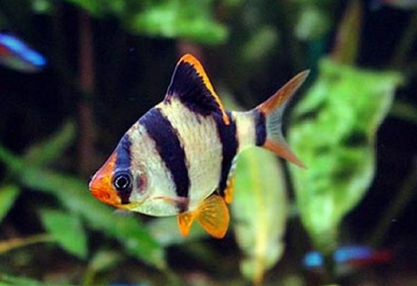 Аквариумные рыбки