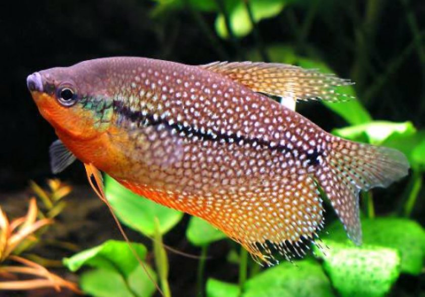 Аквариумные рыбки