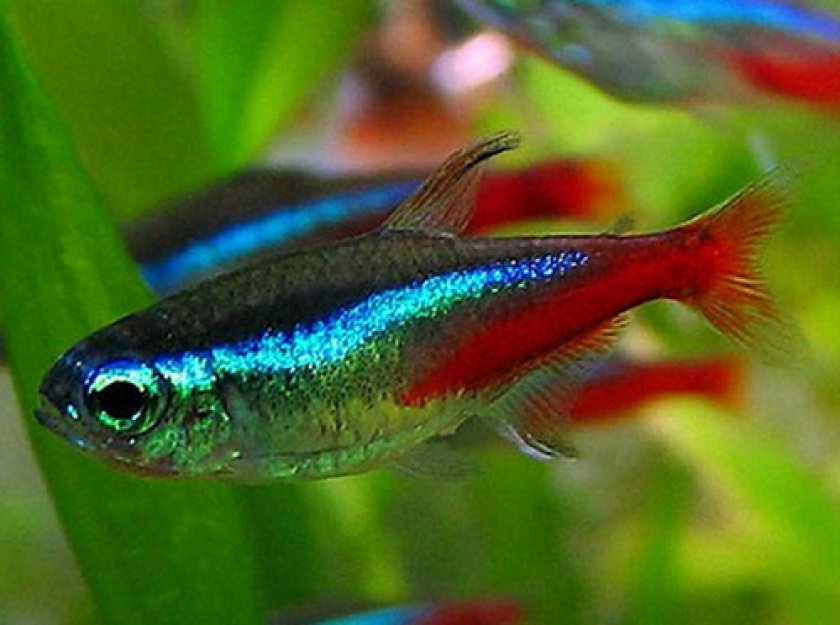 Аквариумные рыбки