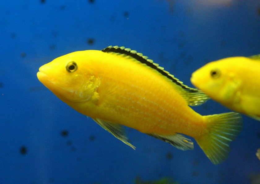 Аквариумные рыбки