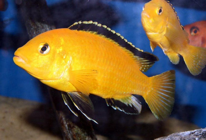 Аквариумные рыбки