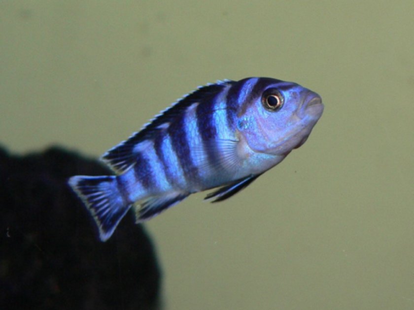 Аквариумные рыбки