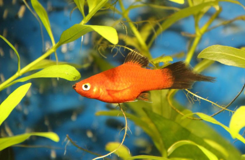 Пецилия редиска Пецилия редиска