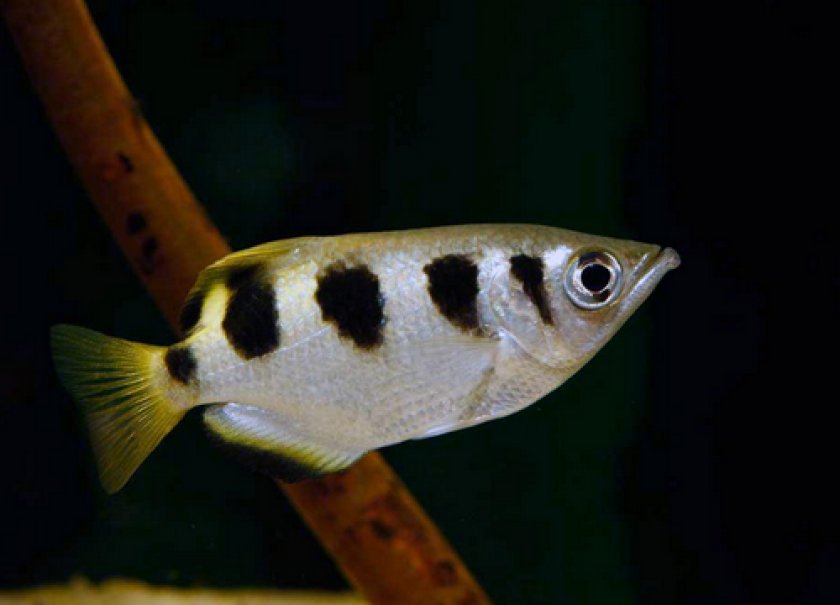 Аквариумные рыбки