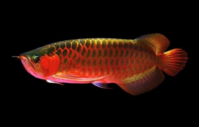 Аквариумные рыбки