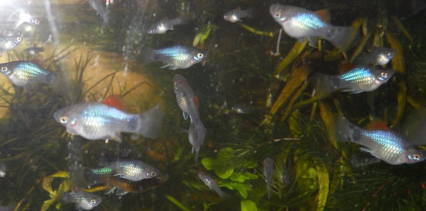 Пецилия неоновая Пецилия неоновая