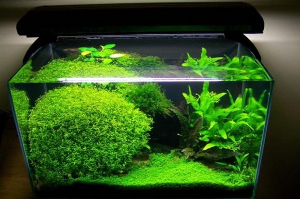 Hemianthus micranthemoides Hemianthus micranthemoides