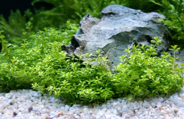 Hemianthus micranthemoides Hemianthus micranthemoides