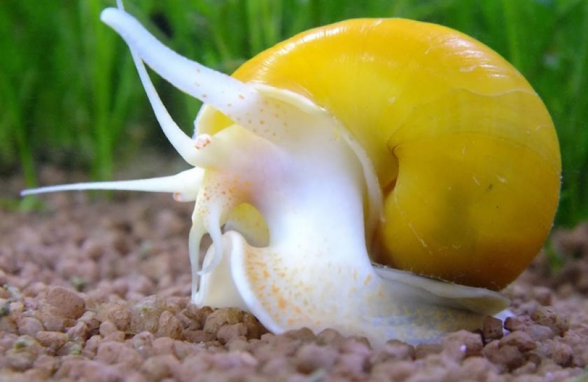 Улитка ампулярия